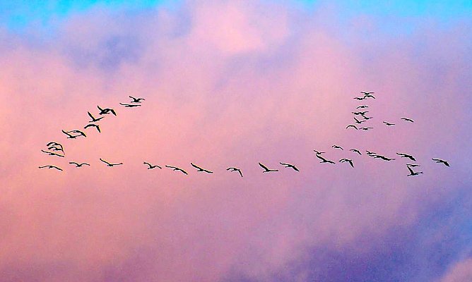 Eine gro&szlig;e Anzahl Kraniche fielen dem Fotografen auf (Foto: P.Blei)