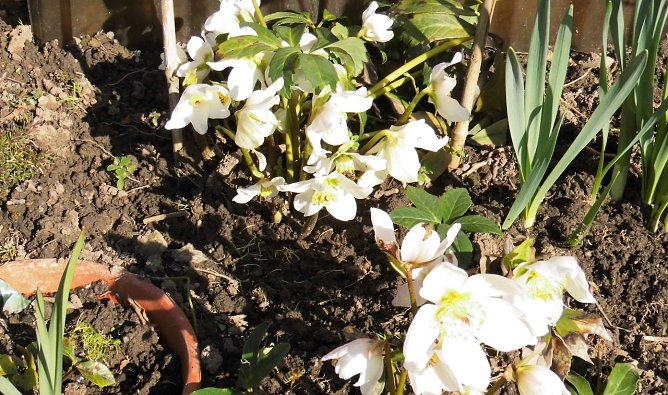 Gartentipps für den Frühlingsmonat März (Foto: W.Schumann) Gartentipps für den Frühlingsmonat März (Foto: W.Schumann)