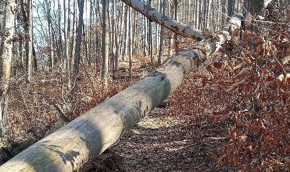 Am Kuhberg (Foto: P.Hagen)