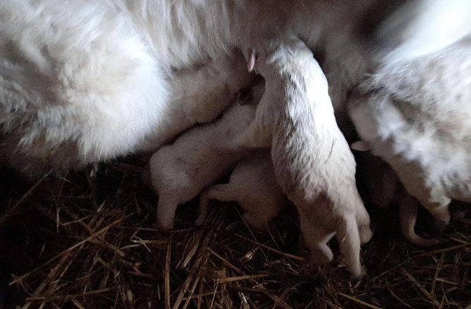 Die Welpen kurz nach ihrer Geburt (Foto: M. Lundershausen ) Die Welpen kurz nach ihrer Geburt (Foto: M. Lundershausen )