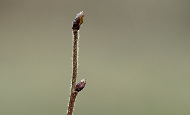 Baumknospen (Foto: Andreas Knoll)