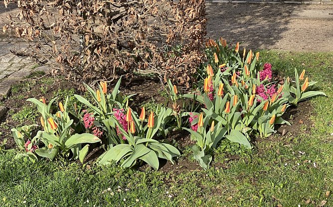 Nachtfrost bedroht weiter die aufblühenden Pflanzen (Foto: oas) Nachtfrost bedroht weiter die aufblühenden Pflanzen (Foto: oas)