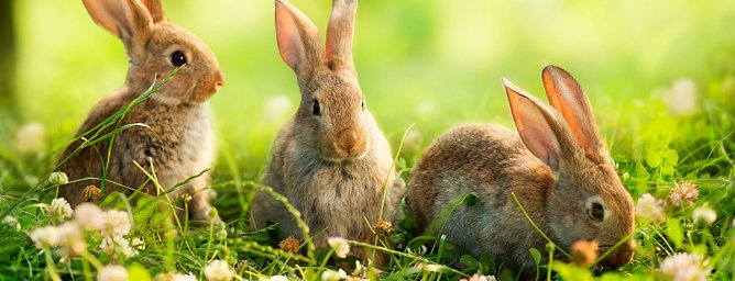 Osterhasen (Foto: M.Erdmann) Osterhasen (Foto: M.Erdmann)