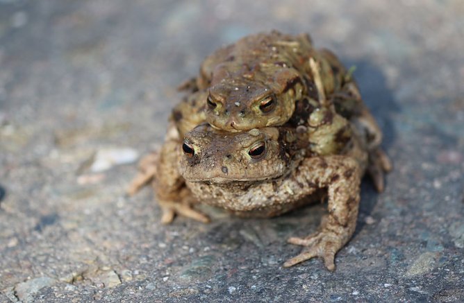 Kröten legen eine Wanderpause ein (Foto: Silke Staubitz) Kröten legen eine Wanderpause ein (Foto: Silke Staubitz)