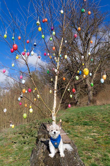 Chihuahua-Mischling Spike (Foto: Andreas Grunwald) Chihuahua-Mischling Spike (Foto: Andreas Grunwald)