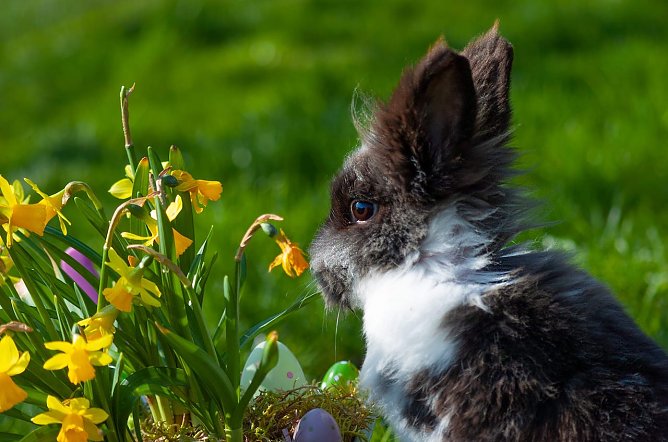Kleines "Osterkaninchen" (Foto: Celine Scholz) Kleines "Osterkaninchen" (Foto: Celine Scholz)