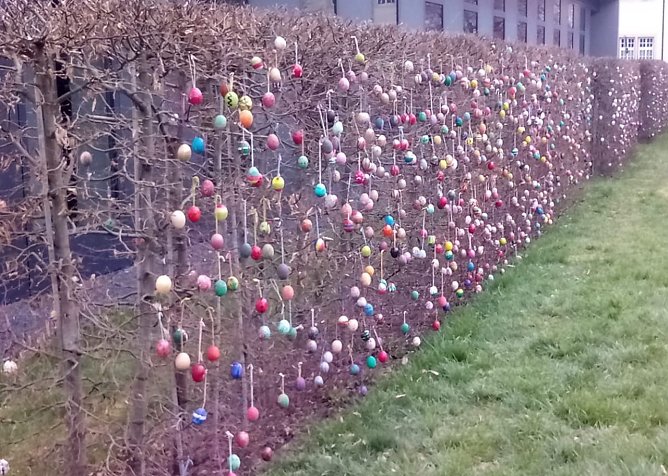 Die Ostereierhecke (Foto: Rosalinde Frank) Die Ostereierhecke (Foto: Rosalinde Frank)