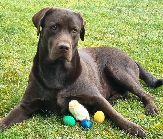 Zwei dicke Freunde (Foto: M.Linnekuhl) Zwei dicke Freunde (Foto: M.Linnekuhl)