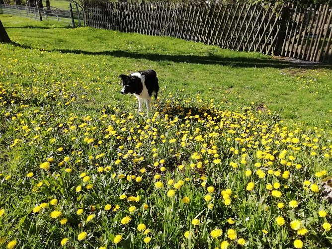Bl&uuml;tenpracht und Sonnenw&auml;rme haben inzwischen auch die H&ouml;hen des Harzes erreicht (Foto: W. J&ouml;rgens)