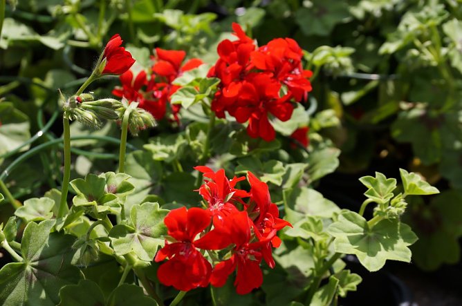 Ein Markttag ganz im Zeichen der Geranie (Foto: Cornelia Wilhelm) Ein Markttag ganz im Zeichen der Geranie (Foto: Cornelia Wilhelm)
