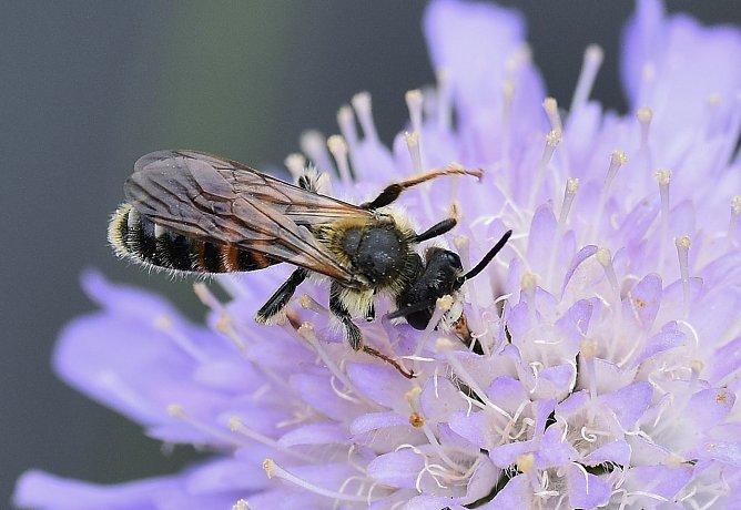 Eine Knautien-Sandbiene (Foto: Peter Brixius) Eine Knautien-Sandbiene (Foto: Peter Brixius)
