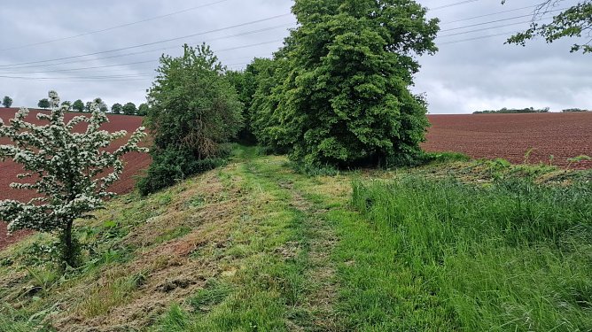 In der vergangenen Woche wurde die Herkulesstaude gem&auml;ht (Foto: nnz)