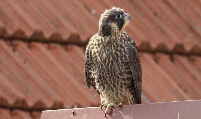 Junger Wanderfalke (Foto: Eva Maria Wiegand)