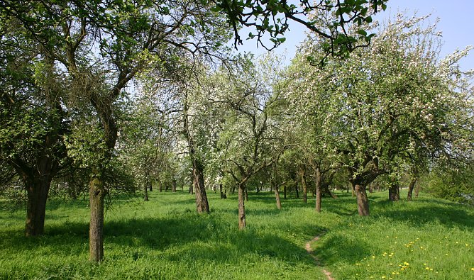 Kr&auml;uterwanderung am Sonntag (Foto: Biosph&auml;renreservat Karstlandschaft S&uuml;dharz)