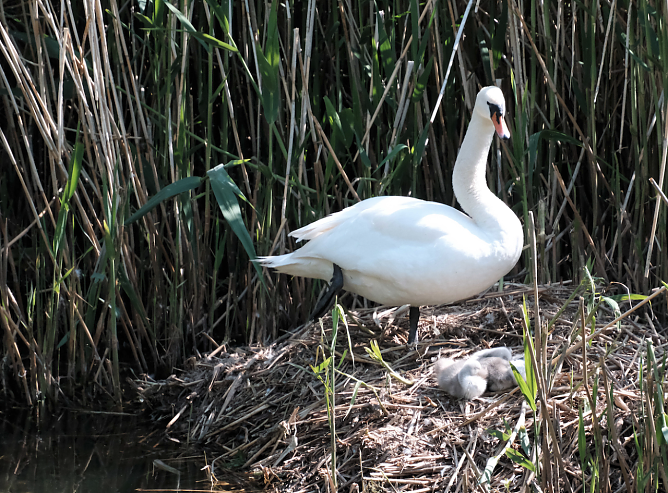 Noch ist der Nachwuchs im Nest (Foto: Peter Blei)