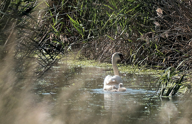 Kaum eine Stunde sp&auml;ter war die kleinen Schw&auml;ne schon im Wasser (Foto: Peter Blei)