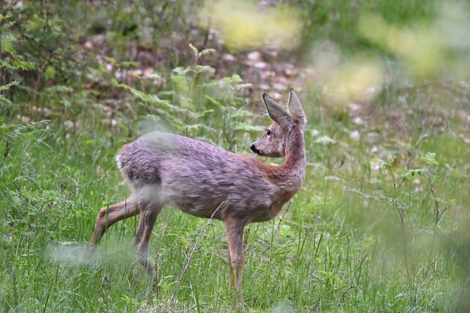 Gut zu erkennen: Das in Th&uuml;ringen h&auml;ufige Rehwild verf&uuml;gt &uuml;ber auffallend gro&szlig;e Ohren und -weit auseinanderliegenden- gro&szlig;e Pupillen. Indizien f&uuml;r ein ausgezeichnetes H&ouml;r- und Sehverm&ouml;gen    (Foto: Ralf Sikorski)