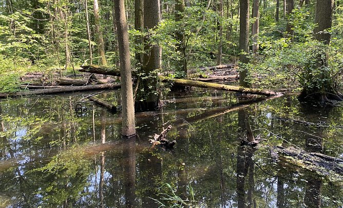 Im Nationalpark Hainich (Foto: oas) Im Nationalpark Hainich (Foto: oas)