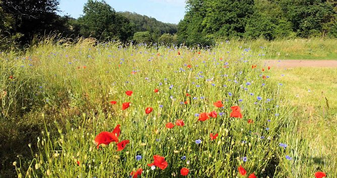 Die Wunder der Natur eingefangen von der Kamera (Foto: P.Blei) Die Wunder der Natur eingefangen von der Kamera (Foto: P.Blei)