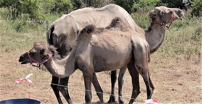 Kamele in der Goldenen Aue (Foto: Ulrich Reinboth) Kamele in der Goldenen Aue (Foto: Ulrich Reinboth)