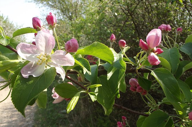 Apfelbl&uuml;te im Ro&szlig;mannsbachtal (Foto: Silke Staubitz)