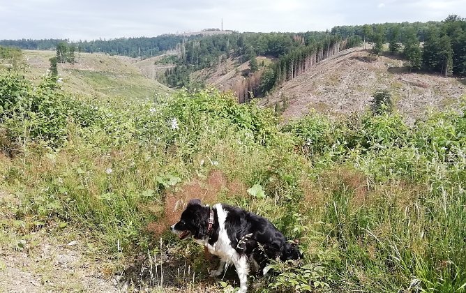 Sophienhof mit Blick auf den Aussichtsturm in SA. Bei fast optimalen Wanderwetter. Sonne, leichtem Wind und um die 20 Grad.  (Foto: W.J&ouml;rgens)