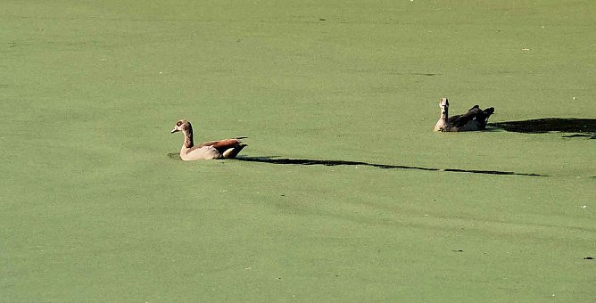 Am Wiesenteich (Foto: P.Blei)