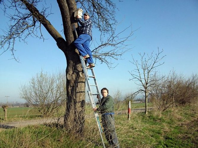 nistkästen (Foto: heringen) nistkästen (Foto: heringen)
