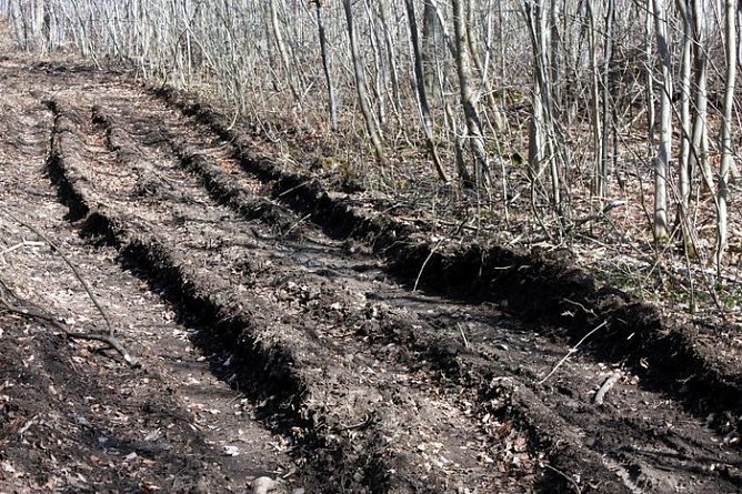 Spuren im Wald (Foto: R. Bayer) Spuren im Wald (Foto: R. Bayer)