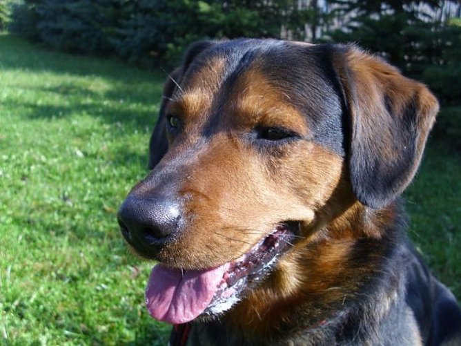 tierheim (Foto: tierheim)