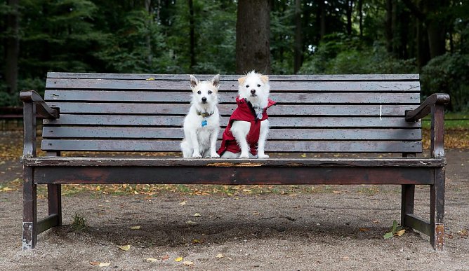 Tiere auf Zeitumstellung vorbereiten (Foto: © VIER PFOTEN | Christopher Koch) Tiere auf Zeitumstellung vorbereiten (Foto: © VIER PFOTEN | Christopher Koch)