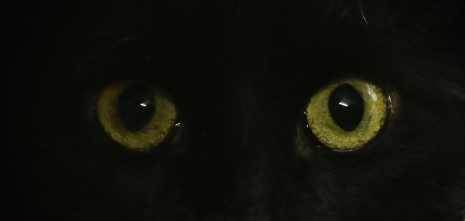 Zu Halloween will man im Nordh&auml;user Katzenhaus die Schwarzen Bewohner in den Vordergrund r&uuml;cken (Foto: agl)