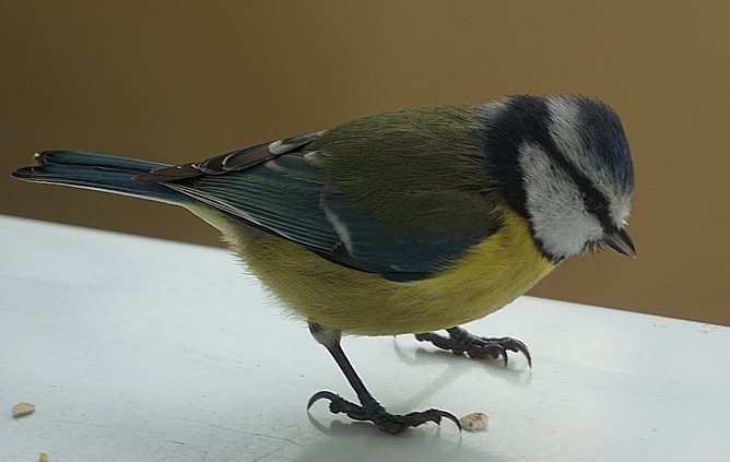 Kleine Blaumeise bei der Winterfütterung (Foto: Sophie Boikat) Kleine Blaumeise bei der Winterfütterung (Foto: Sophie Boikat)