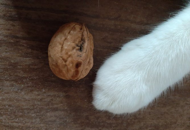 Diese Nuss gehört mir (Foto: Yvonne MOrgenstern aus Wolkramshausen) Diese Nuss gehört mir (Foto: Yvonne MOrgenstern aus Wolkramshausen)