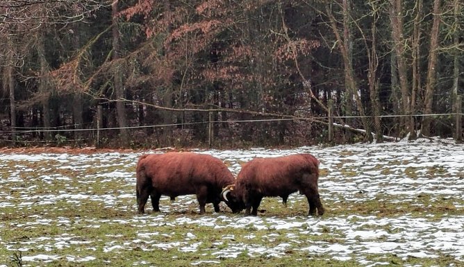 Zwei prächtige Bullen (Foto: Jürgen Mehne) Zwei prächtige Bullen (Foto: Jürgen Mehne)
