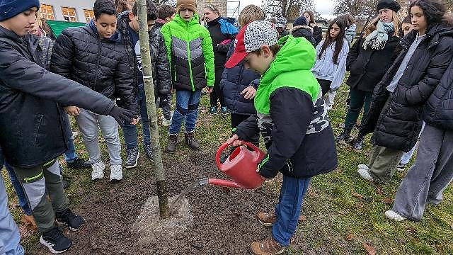 Eine. neue Sommerlinde ersetzt jetzt die im Frühjahr zerstörte (Foto: K. Bauditz) Eine. neue Sommerlinde ersetzt jetzt die im Frühjahr zerstörte (Foto: K. Bauditz)