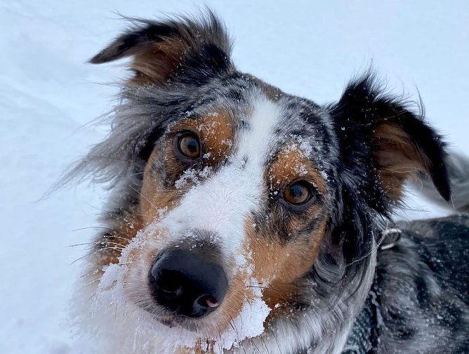 Familienhund Mila im Schnee (Foto: Anna Dommnick) Familienhund Mila im Schnee (Foto: Anna Dommnick)