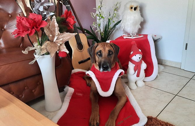 Asani in Weihnachtsrobe (Foto: M. Höxtermann ) Asani in Weihnachtsrobe (Foto: M. Höxtermann )