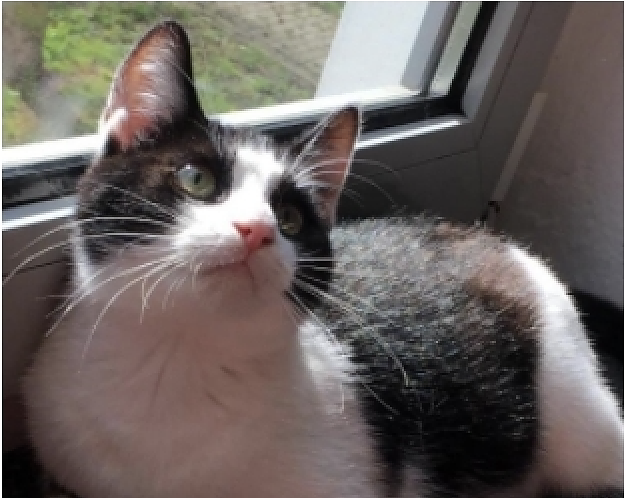 Kater Neo ist seit Silvester verschwunden (Foto: K. Jödicke) Kater Neo ist seit Silvester verschwunden (Foto: K. Jödicke)