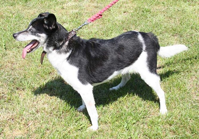 Suche Herrchen oder Frauchen (Foto: Hellberg)