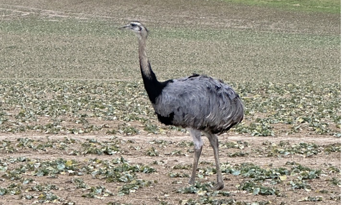 "Nando" ließ sich nicht einfangen (Foto: LPI) "Nando" ließ sich nicht einfangen (Foto: LPI)