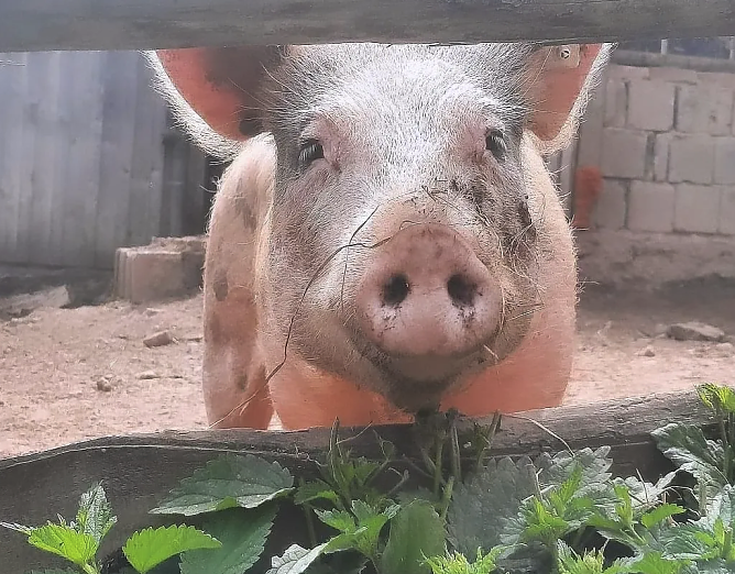 Auch Schweine k&ouml;nnen Gl&uuml;ck haben - etwa wenn sie auf dem Tierschutzhof "Heile Seele" im Eichsfeld leben (Foto: Tierschutzhof Heile Seele, Eichsfeld)