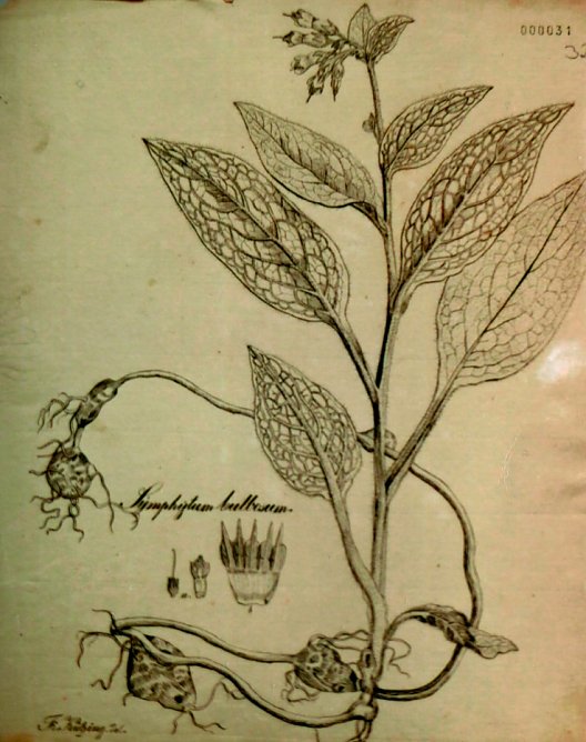 Kützing war Zeichner und Lithograph, 1841, Stadtarchiv Nordhausen (Foto: Heidelore Kneffel) Kützing war Zeichner und Lithograph, 1841, Stadtarchiv Nordhausen (Foto: Heidelore Kneffel)