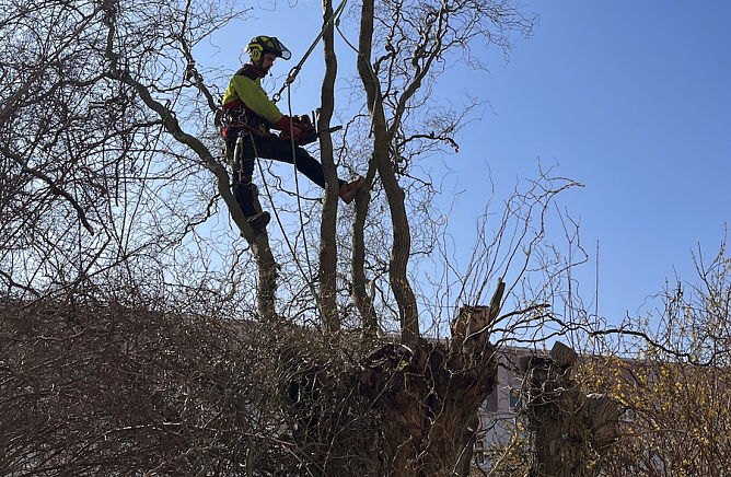 Baumpflege bei der WBG S&uuml;dharz (Foto: WBG S&uuml;dharz)
