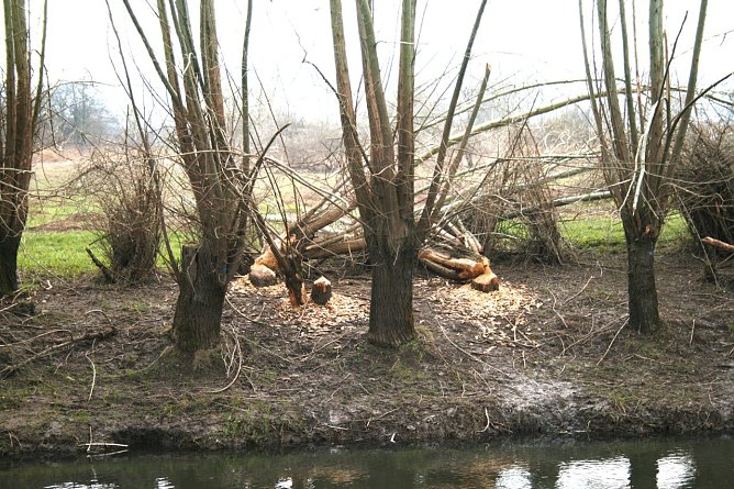 Biberspuren an der Helme (Foto: Ulrich Reinboth) Biberspuren an der Helme (Foto: Ulrich Reinboth)