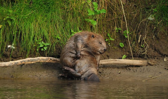 Biber bed&uuml;rfen Schutz  (Foto: Siegfried Klaus)