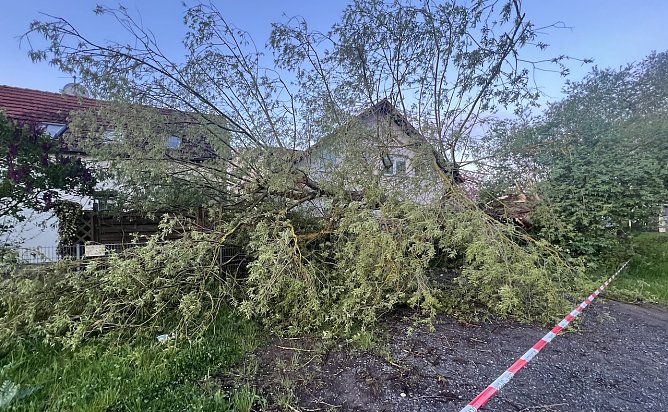 Baum stürzt in Nordhausen auf eine Zaunanlage (Foto: Silvio Dietzel) Baum stürzt in Nordhausen auf eine Zaunanlage (Foto: Silvio Dietzel)