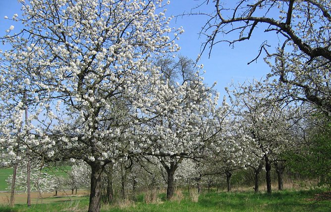 Streuobstwiese in voller Bl&uuml;te (Foto: Arbeitsgemeinschaft Drei L&auml;nder - Ein Weg - Karstwanderweg S&uuml;dharz)