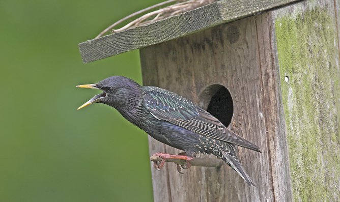 Ein wirklicher Star (Foto: Frank Hecker) Ein wirklicher Star (Foto: Frank Hecker)