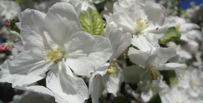 Eine Apfelblüte in voller Pracht (Foto: Kathleen Hahnemann) Eine Apfelblüte in voller Pracht (Foto: Kathleen Hahnemann)